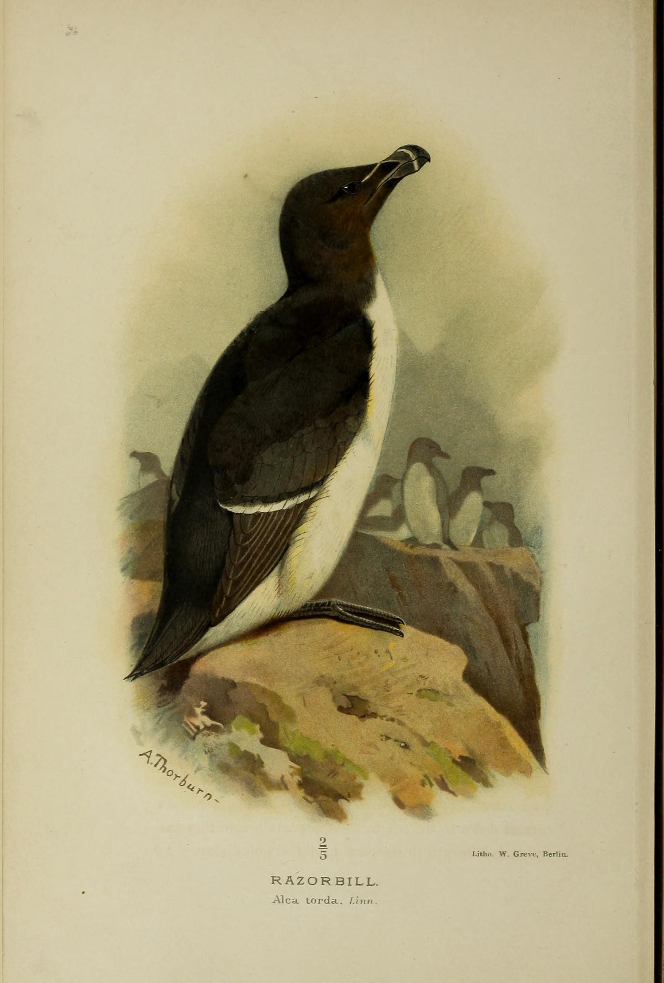 Image of Lesser auk