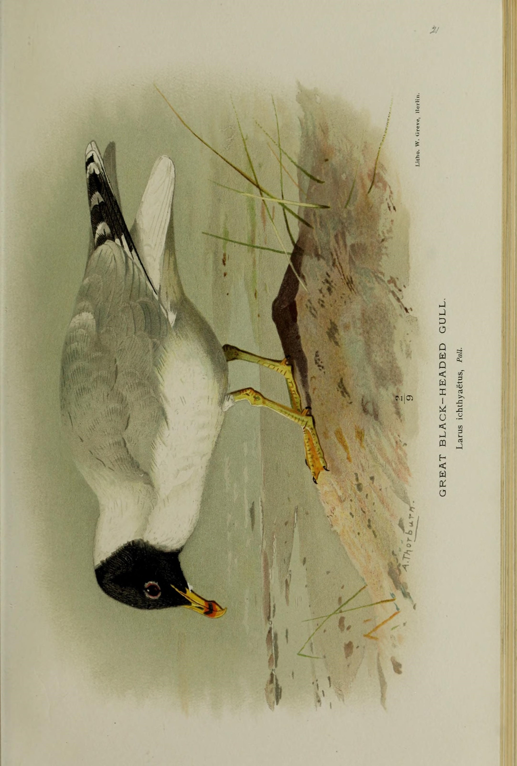 Image of Pallas's Gull