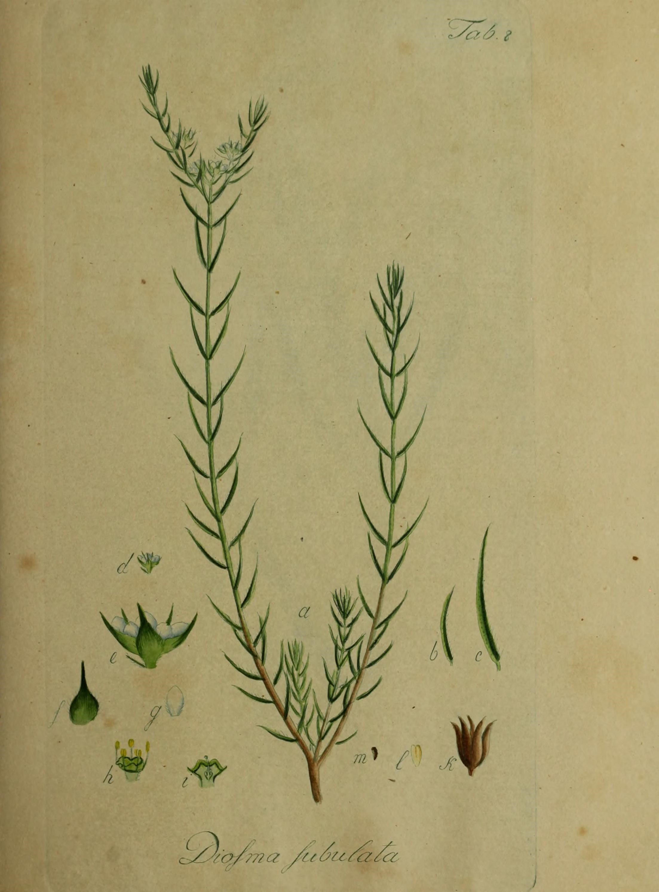 Diosma subulata Wendl. resmi