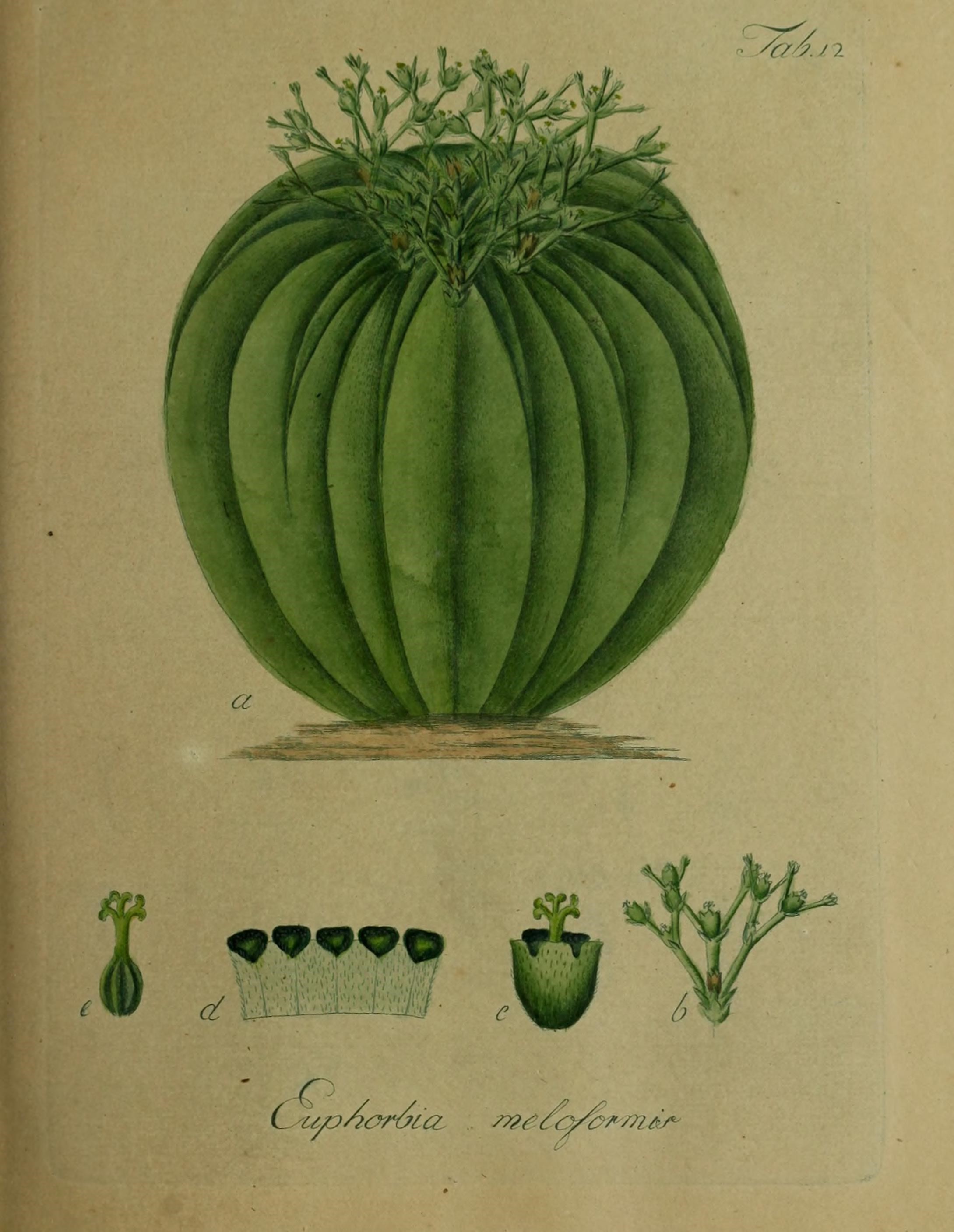 Image of Euphorbia meloformis Aiton