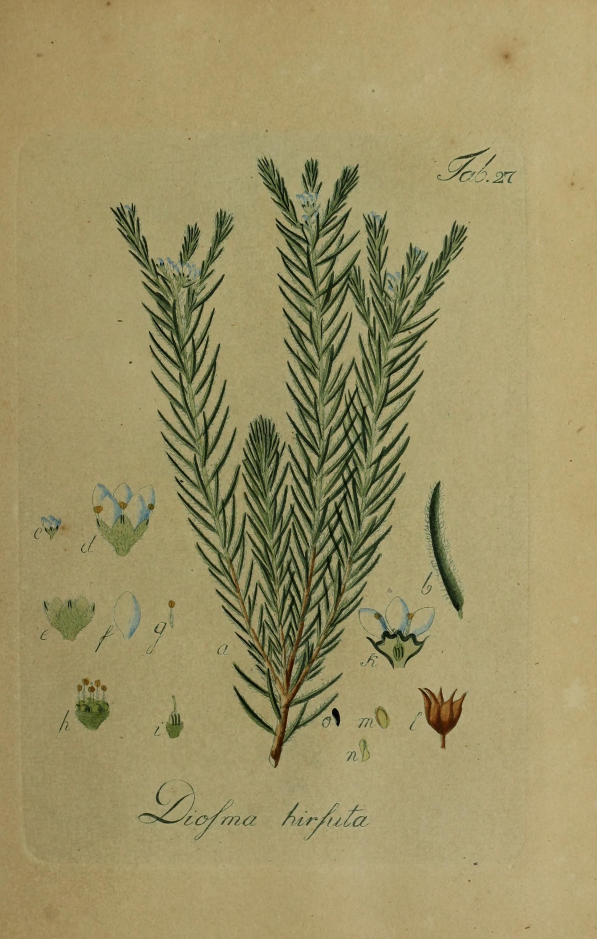 Diosma hirsuta L. resmi