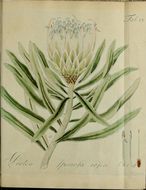 Image of Protea speciosa (L.) L.