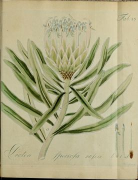 Imagem de Protea speciosa (L.) L.