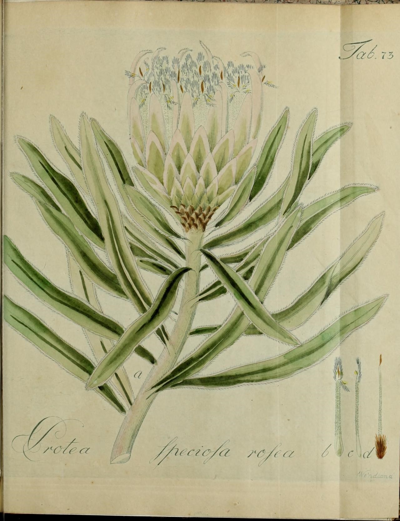Image of Protea speciosa (L.) L.