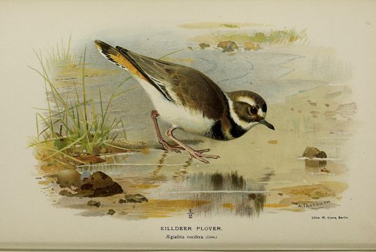 Image of Killdeer