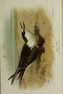 Image of Sooty Tern