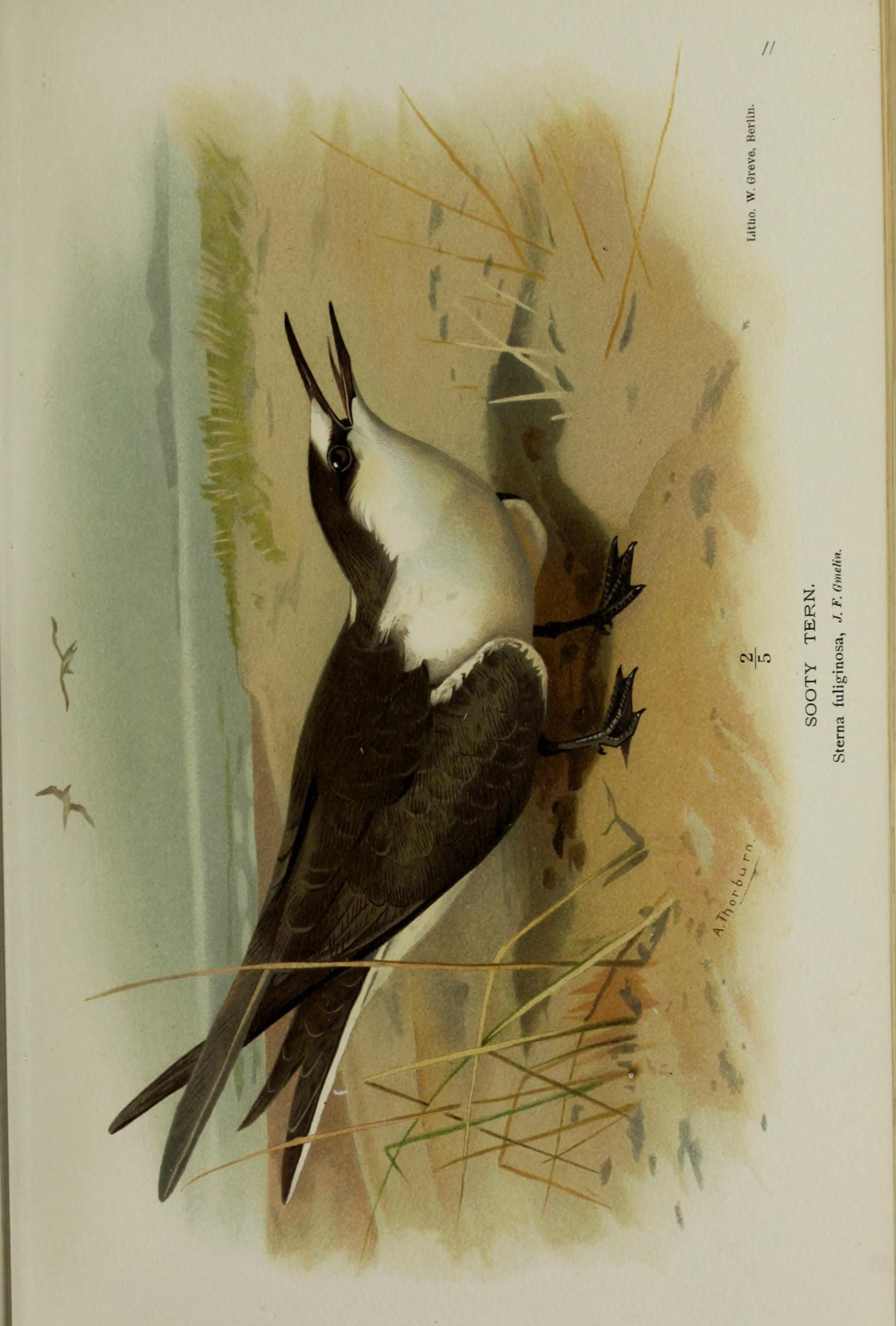 Image of Sooty Tern