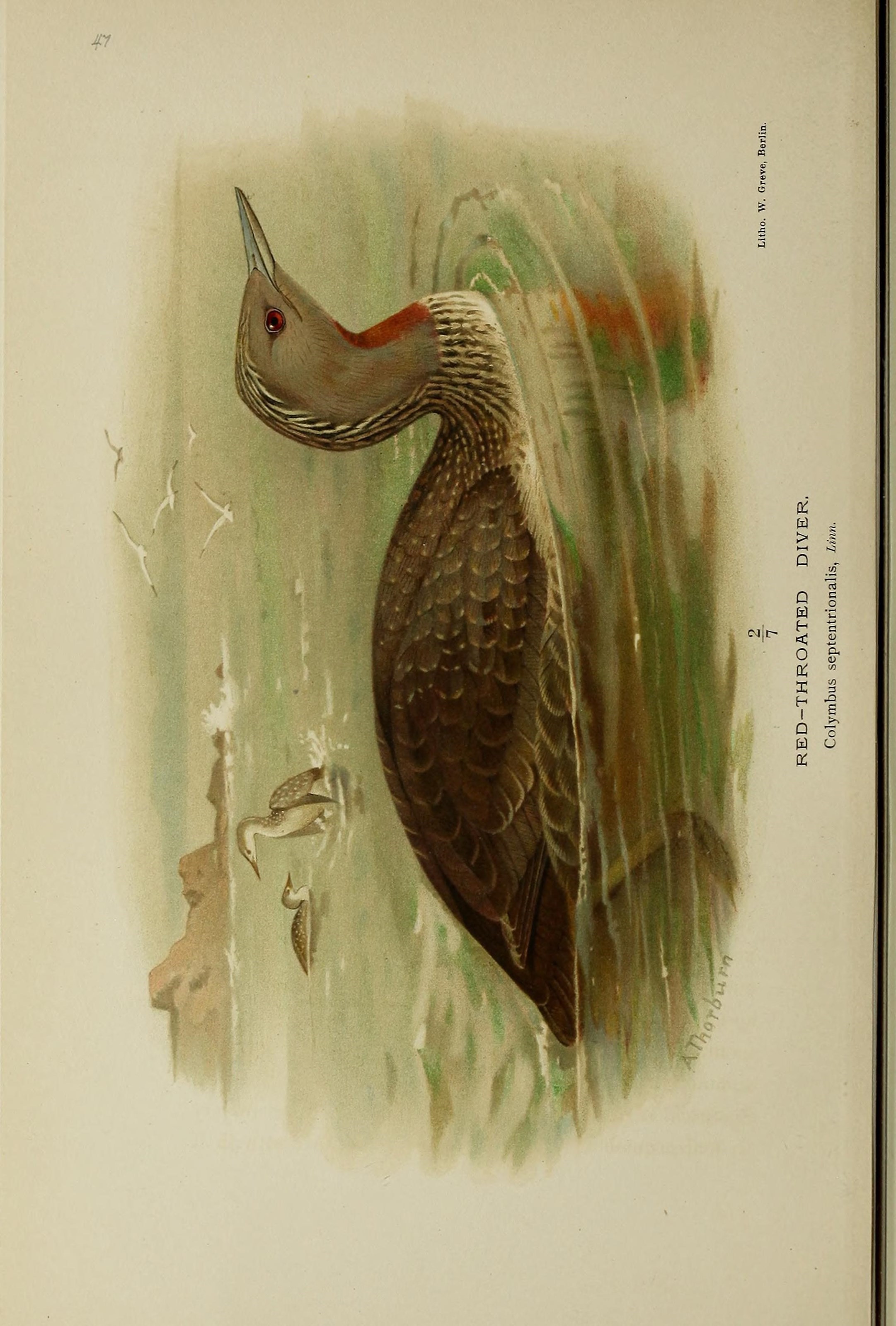 Image of Red-throated Diver