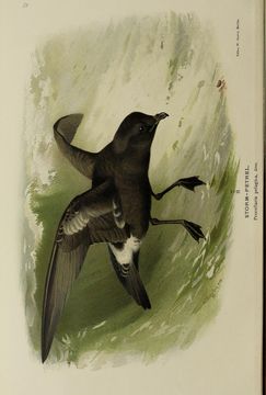 Image of British Storm Petrel