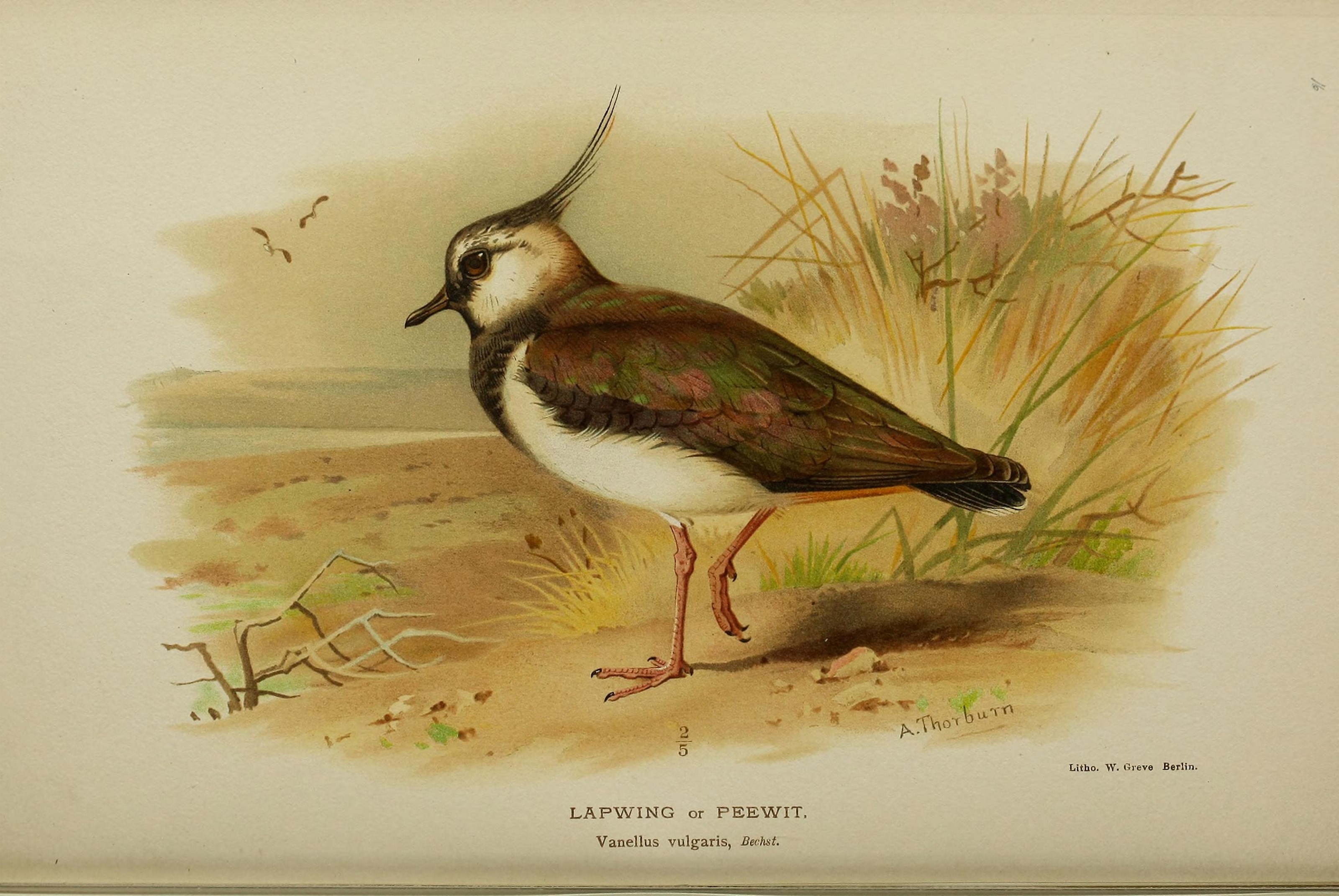 Image of Lapwing