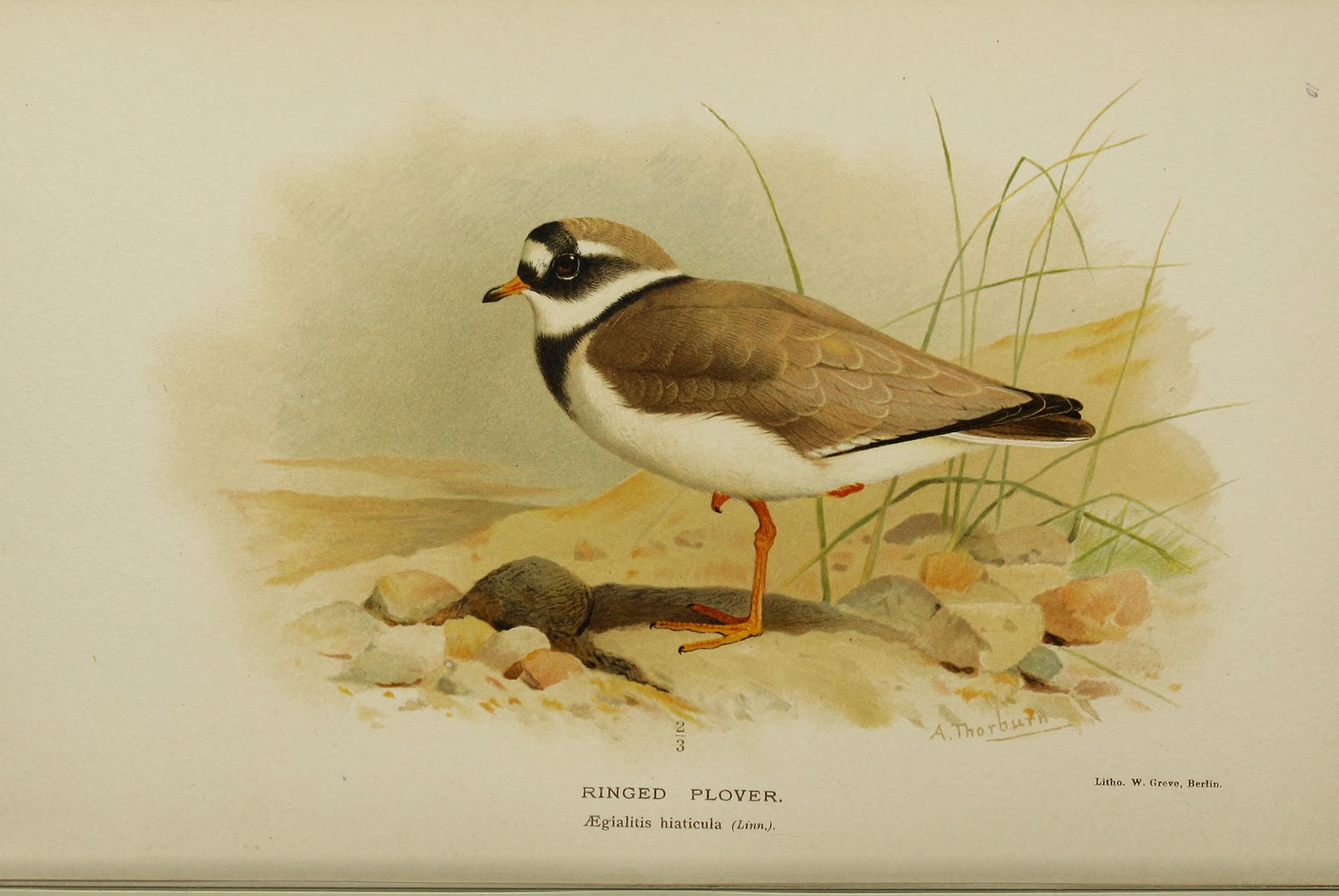 Image of ringed plover, common ringed plover