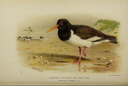 Image of oystercatcher, eurasian oystercatcher