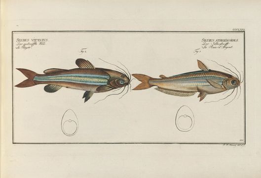 Слика од Mystus vittatus (Bloch 1794)