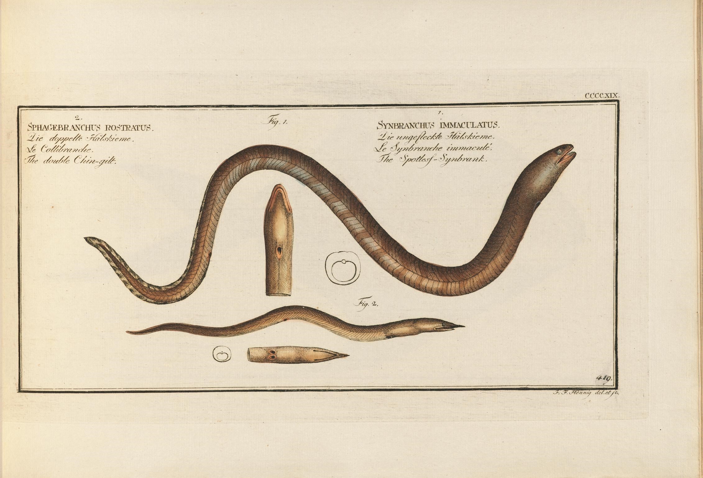 Image of Finny snake eel