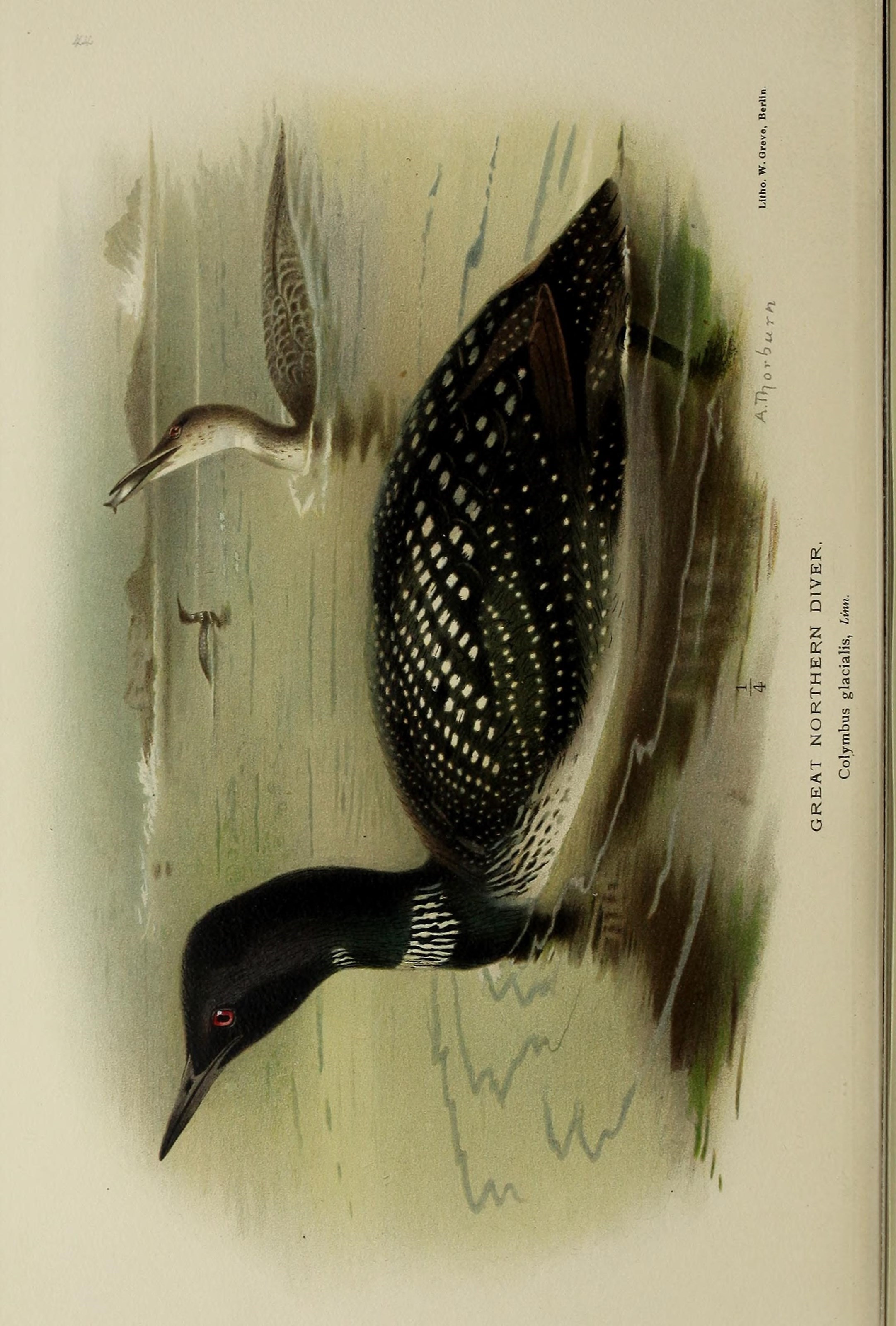 Image of loons