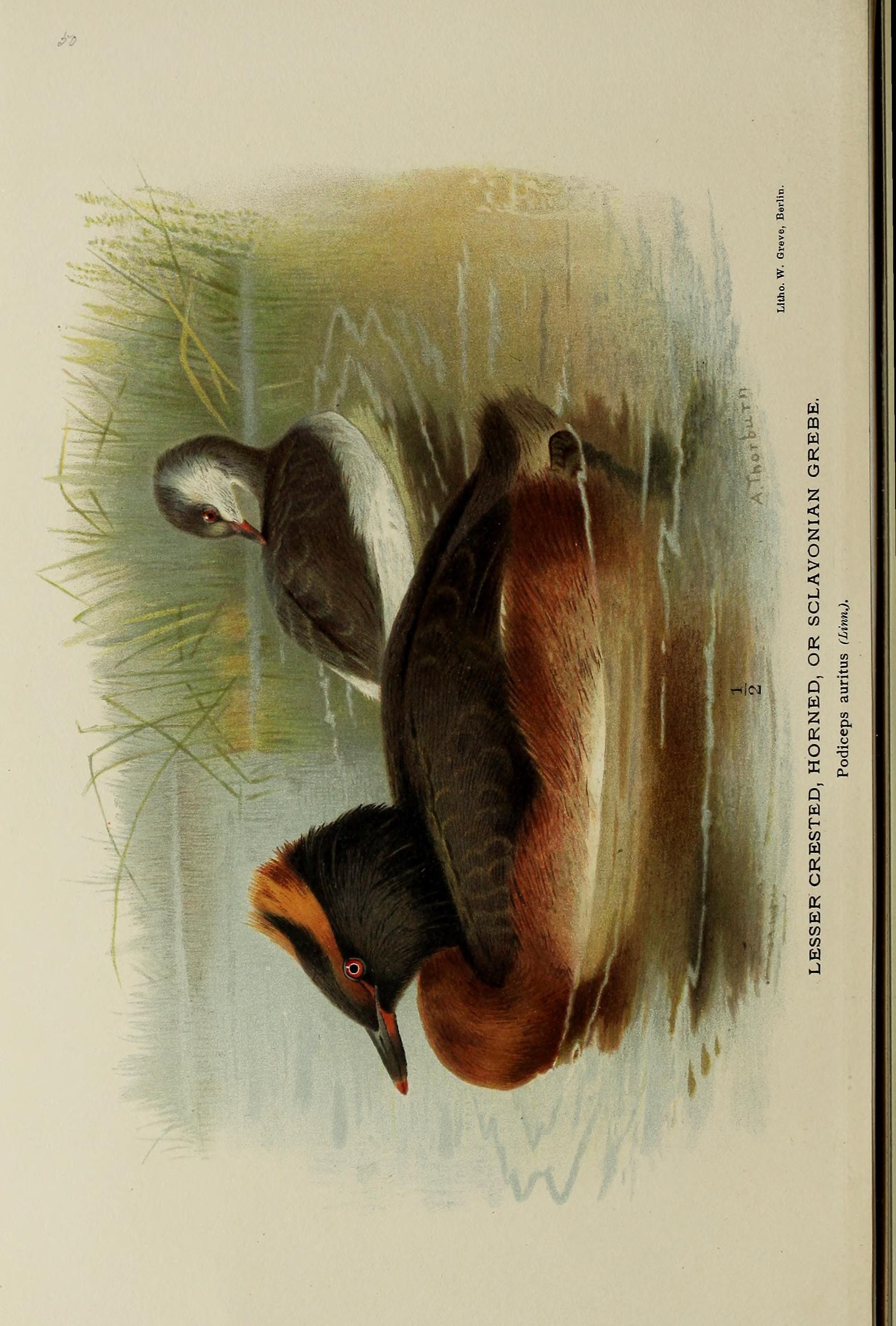 Image of Podiceps Latham 1787