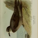 صورة Pterodroma brevipes (Peale 1849)