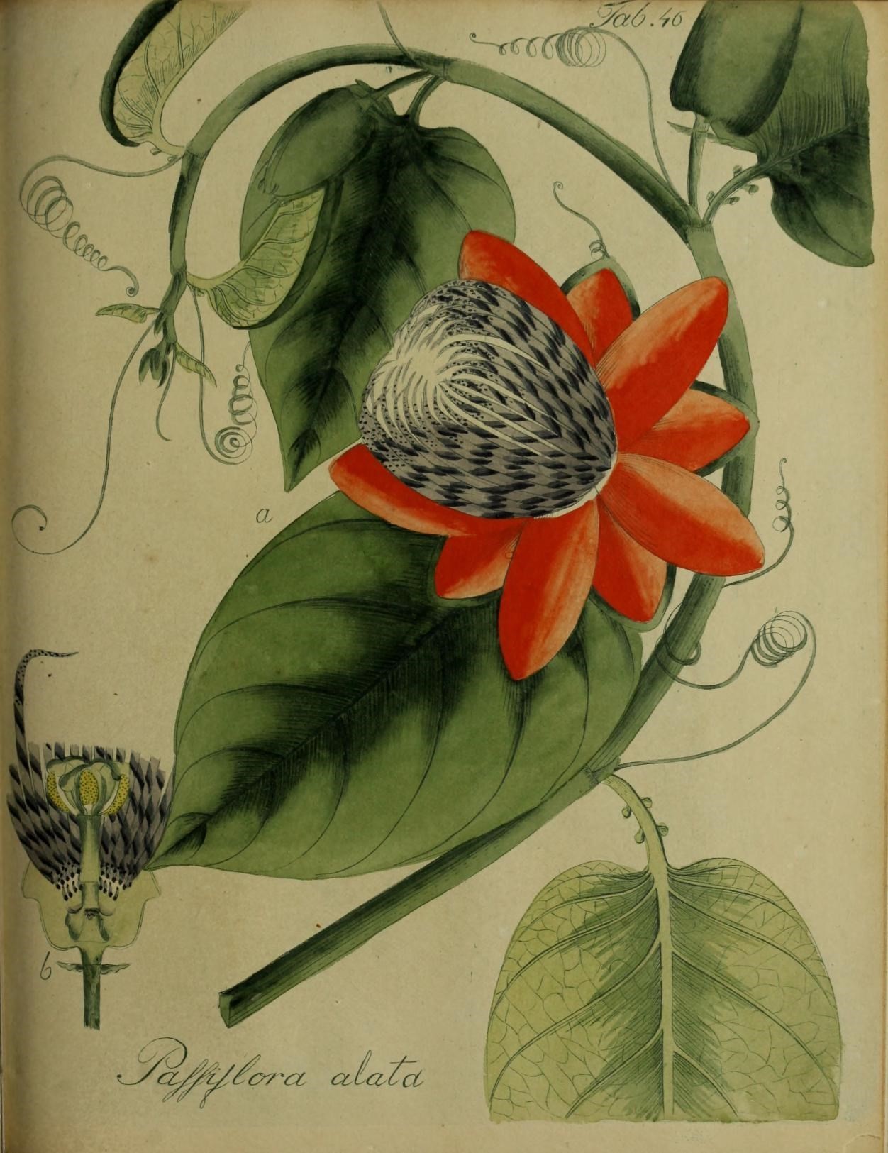 Plancia ëd Passiflora alata Curtis