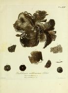 Image of <i>Umbilicaria anthracina</i>