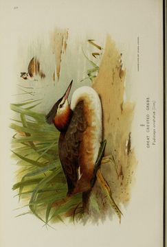 Image of Podiceps Latham 1787