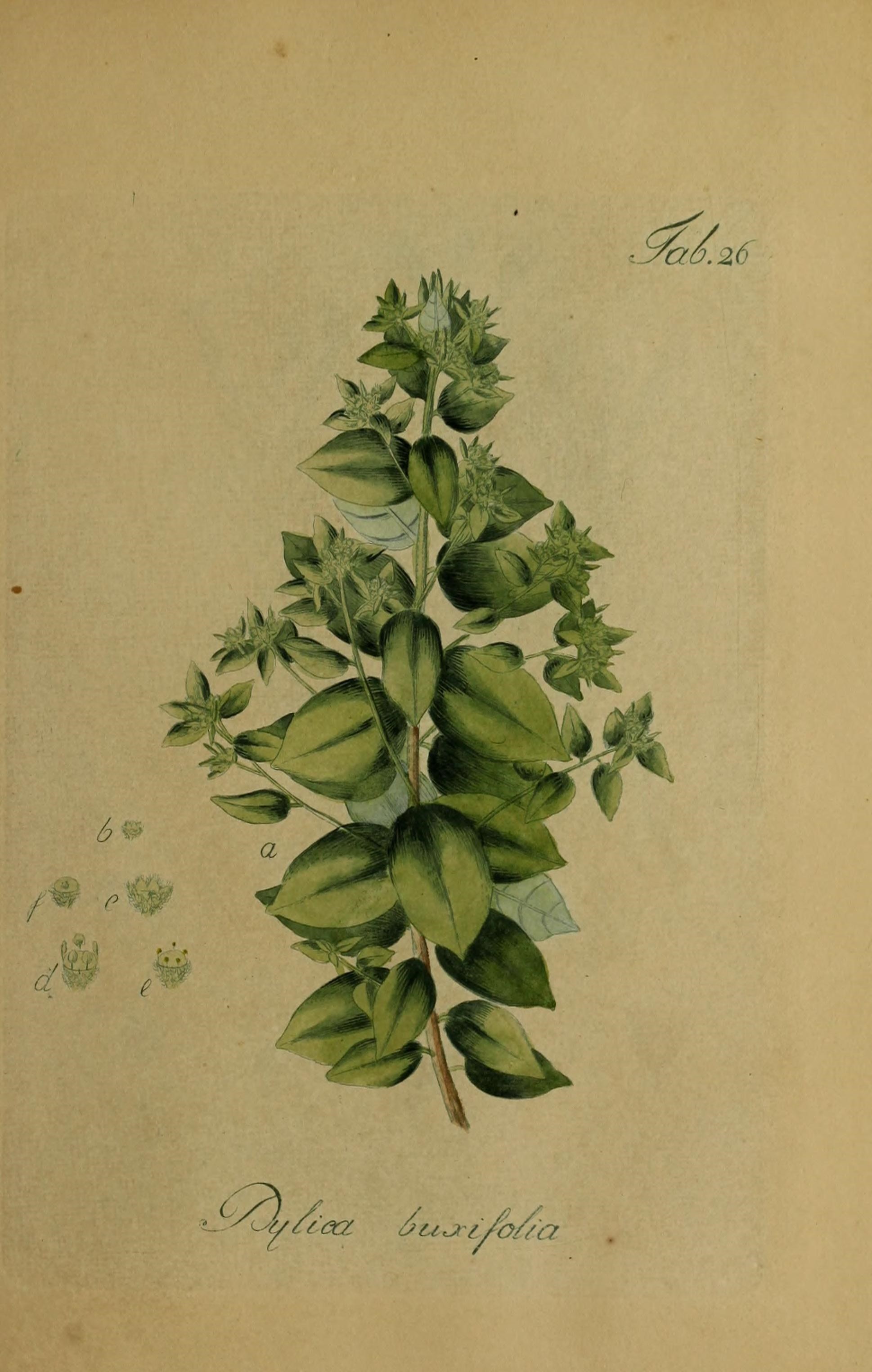 Image of Phylica buxifolia L.
