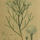 Image of Brunia nodiflora L.