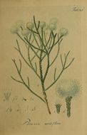 Sivun Brunia nodiflora L. kuva