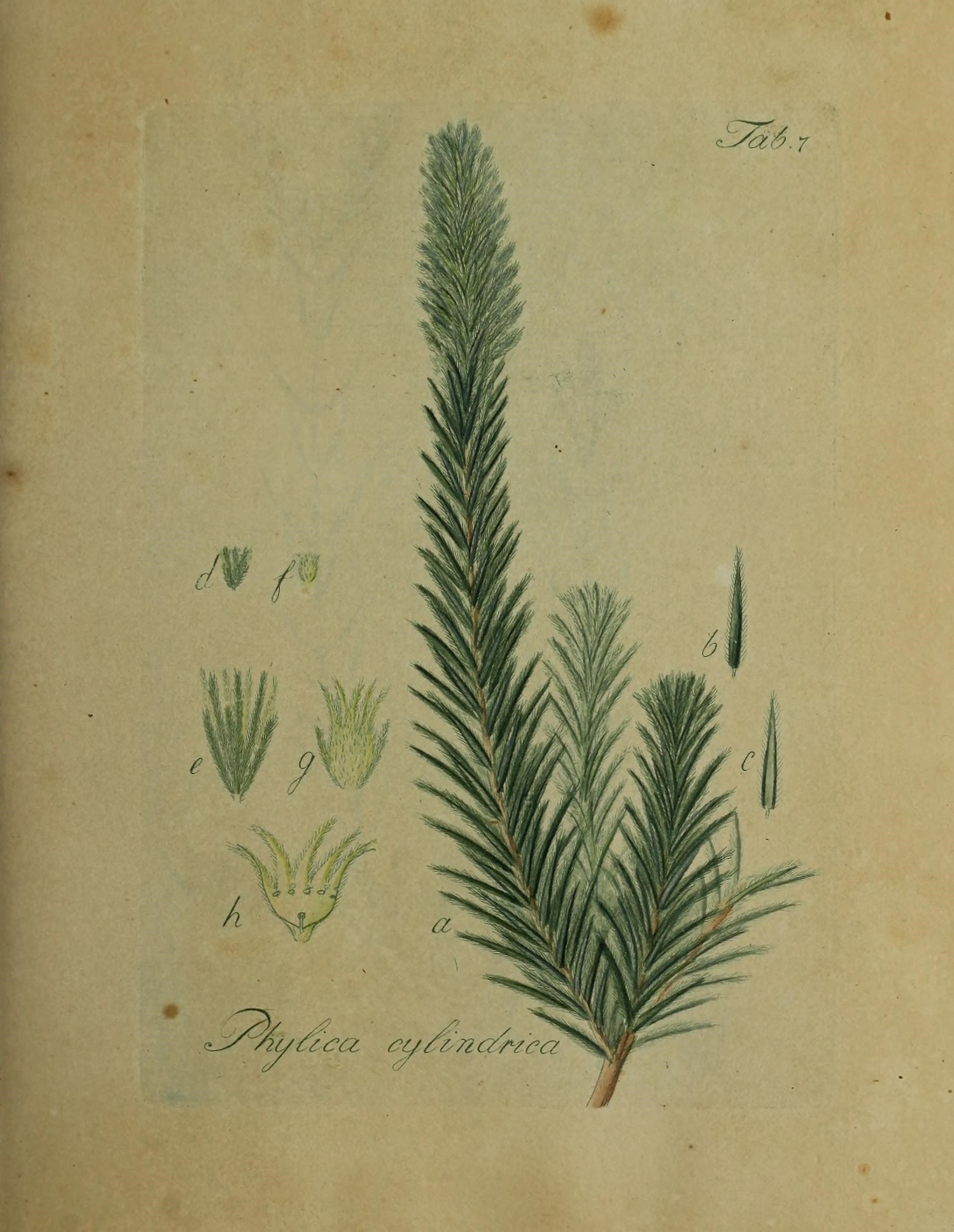 Image of Phylica cylindrica Wendl.