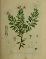 Image of Adenandra villosa subsp. umbellata (Wendl.) Strid