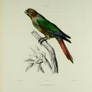 Image of Blood-eared Parakeet