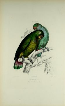 Pionus maximiliani (Kuhl 1820)的圖片