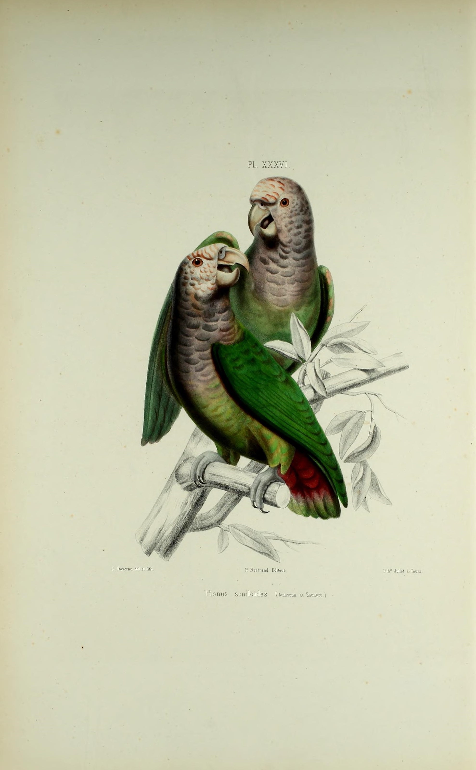 Image of White-capped Parrot