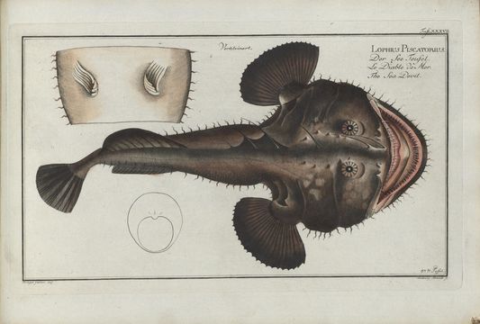 Image of Angler fish