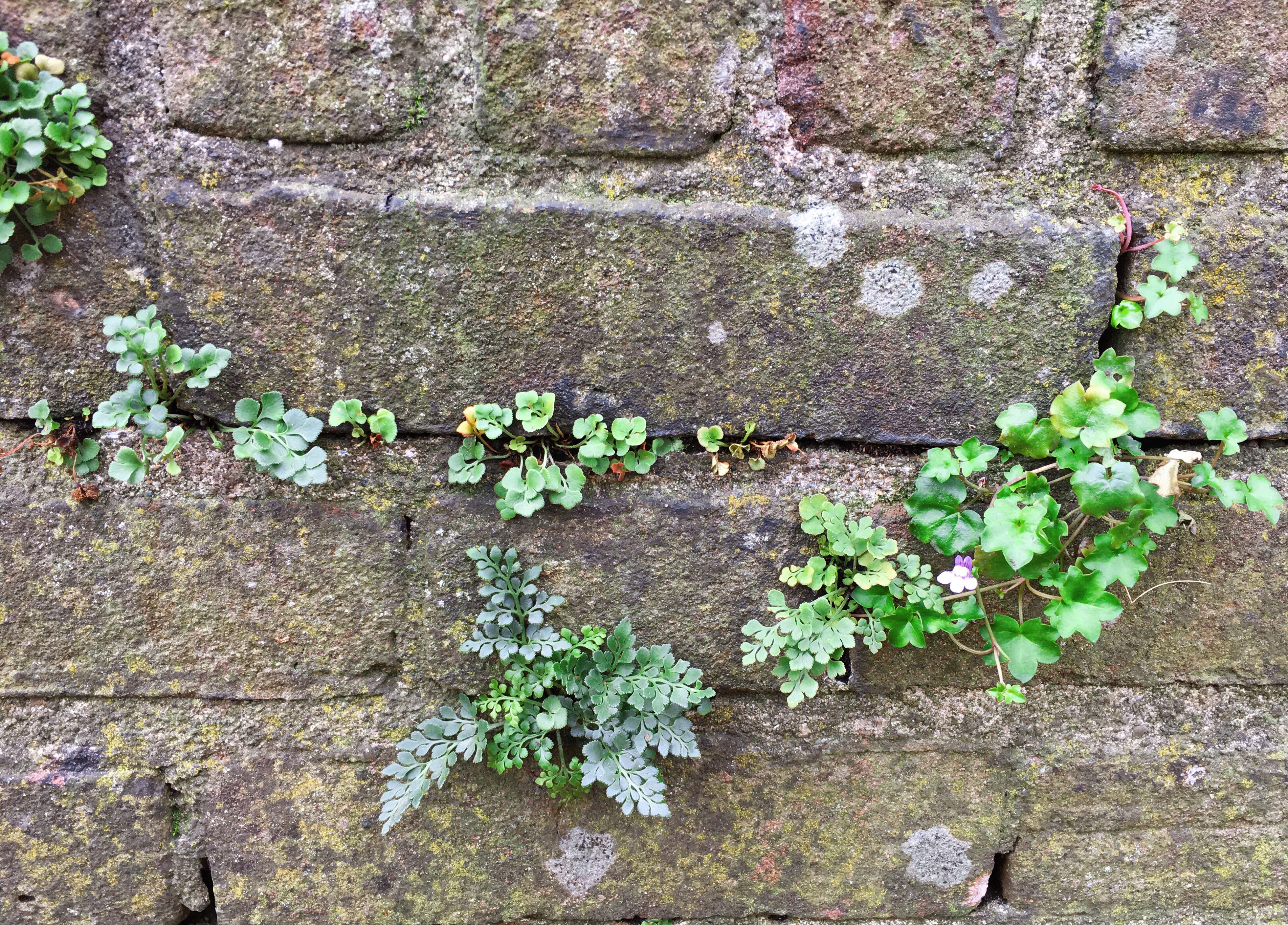 Image of Ivy-leaved Toadflax