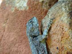 Image of Black-necked Agama