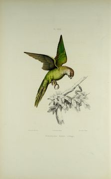 Image of Gray-hooded Parakeet