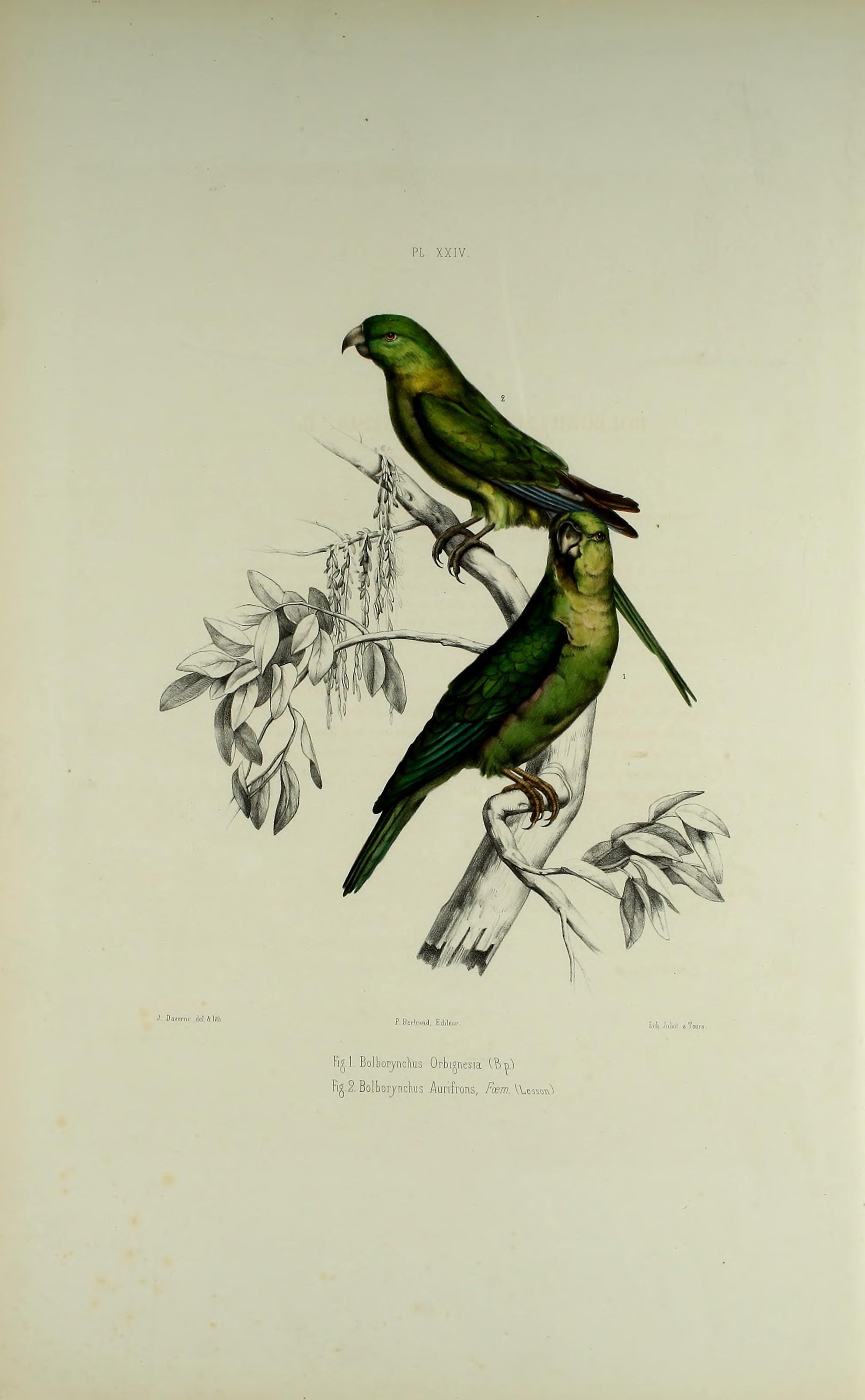 صورة Bolborhynchus orbygnesius (Souancé 1856)