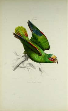 Image of White-crowned Parrot