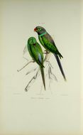 Image of Emerald-collared Parakeet