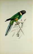 Слика од Barnardius Bonaparte 1854
