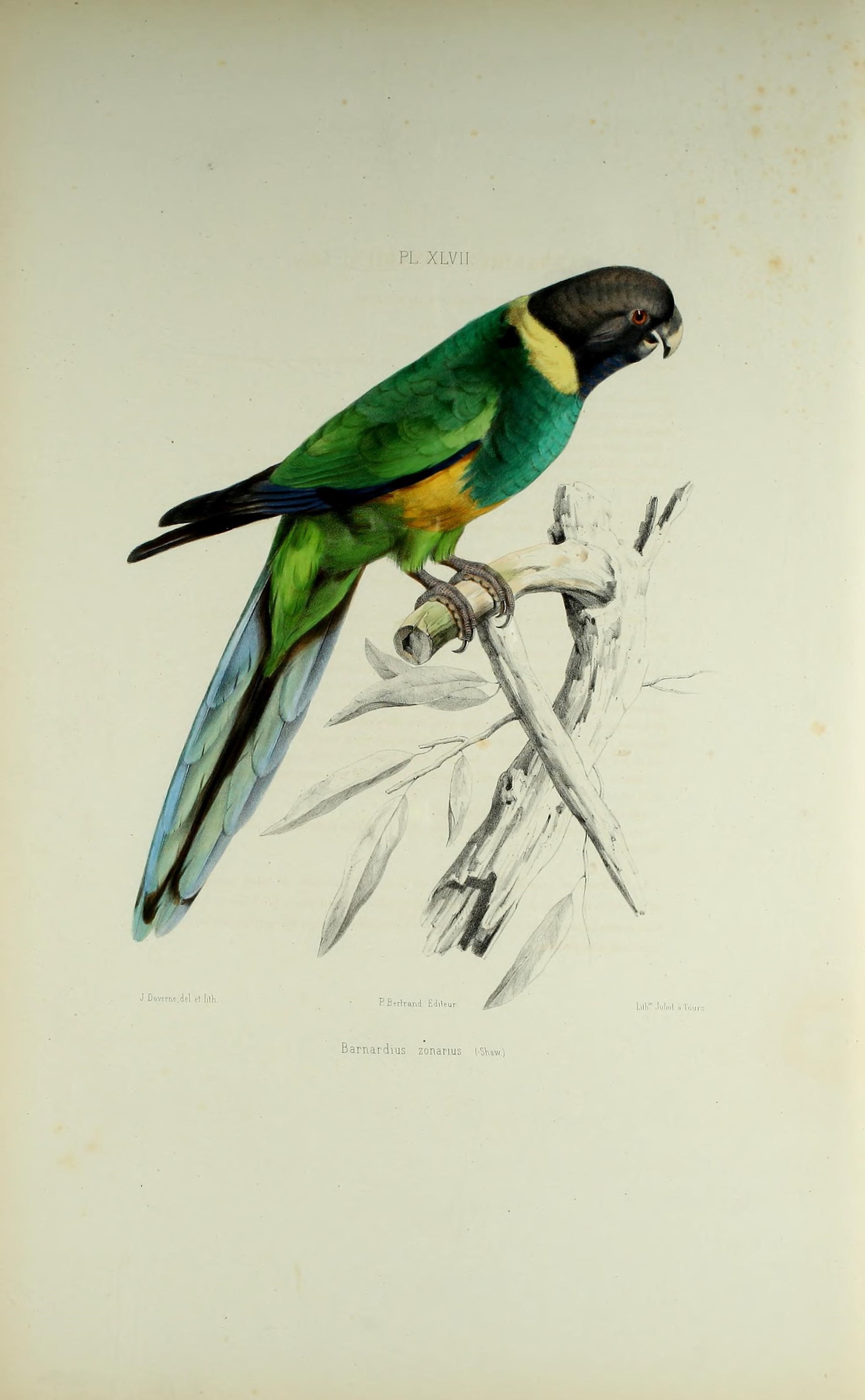 Слика од Barnardius Bonaparte 1854