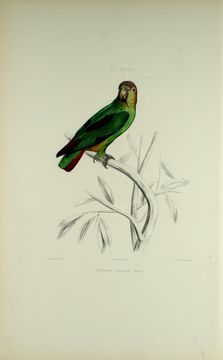 Image of Sapphire-rumped Parrotlet