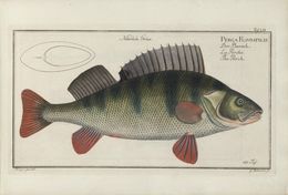 Image of Perch