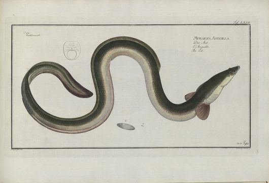 Image of European Eel