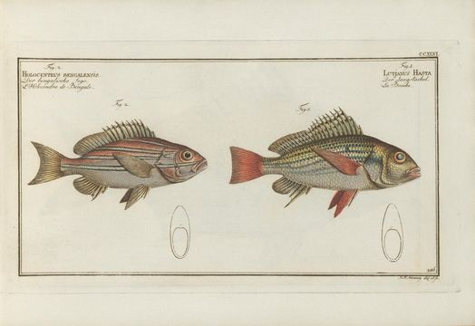 Sivun Lutjanus bengalensis (Bloch 1790) kuva