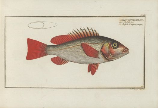 Sivun Lutjanus erythropterus Bloch 1790 kuva