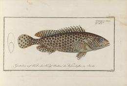 Epinephelus merra Bloch 1793 resmi