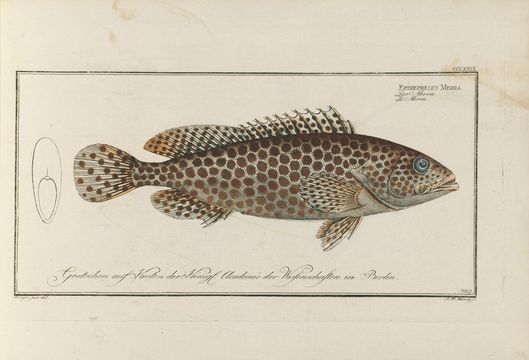 Слика од Epinephelus merra Bloch 1793