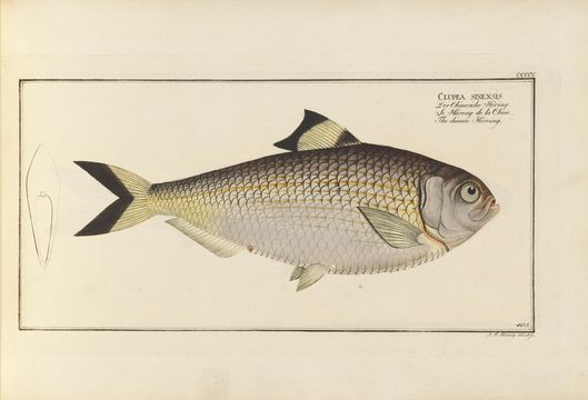 Image of Herring