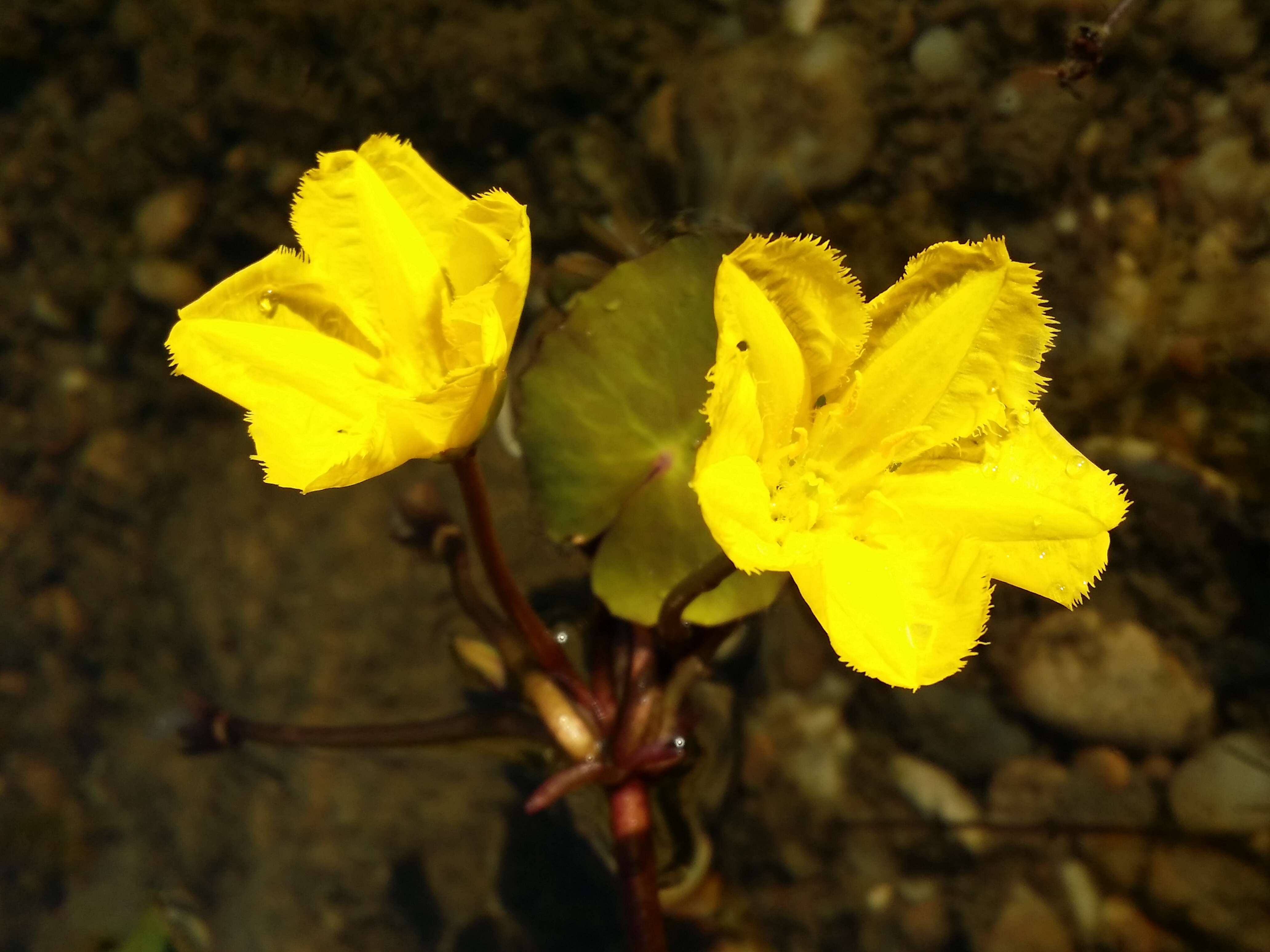 Image of yellow floatingheart